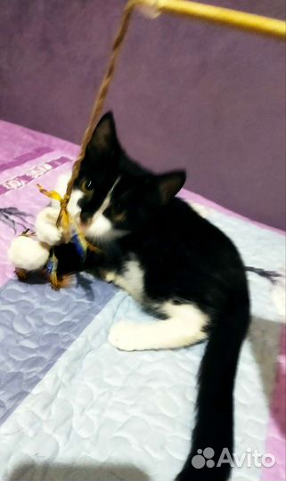 Отдам котенка бесплатно