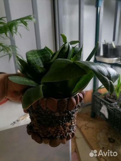 Сансевиерия