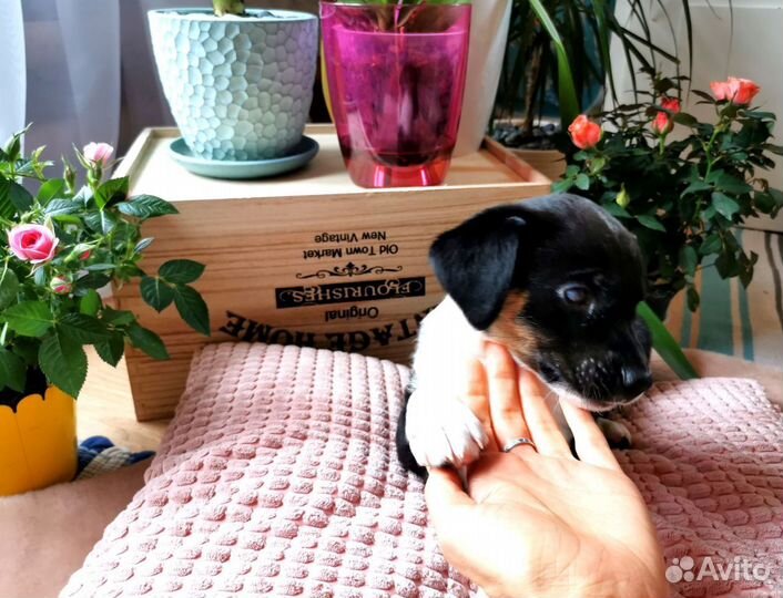 Щенок девочка в дар