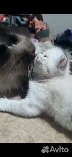 Персидские котята экзоты