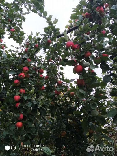 Яблоки из собственного сада