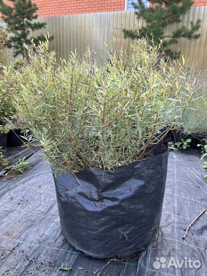 Спирея грефшейм