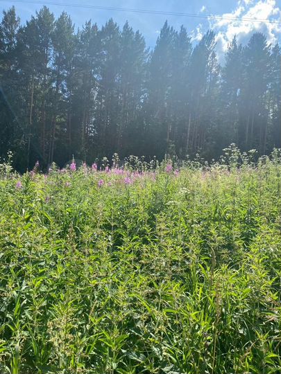 Участок 5,7 сот. (СНТ, ДНП)