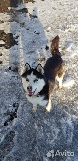 Хаски для вязки