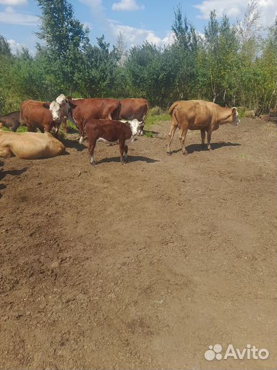 Телята герефорды тёлочки