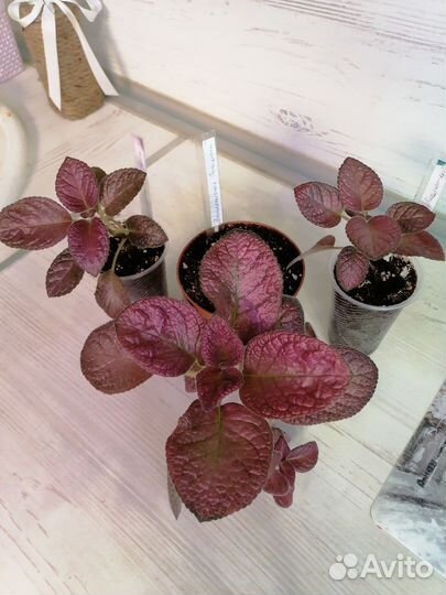 Комнатные цветы (03.03.24 обнавлен)