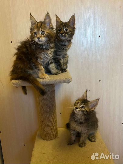 Котята мейн-кун