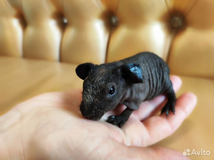 Морские свинки голые с доставкой на адрес