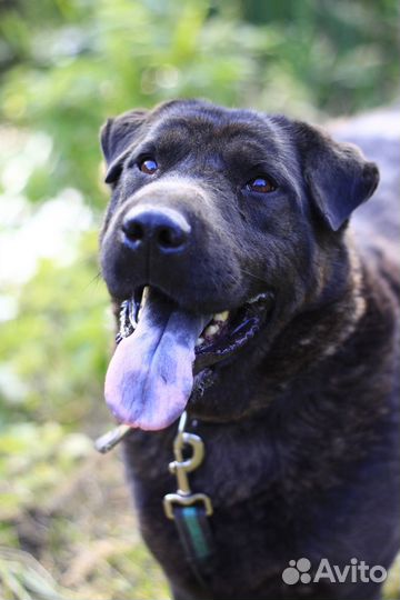 Метис шарпея