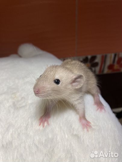 Крысята Дамбо крем шоколад с кледкой и кормом