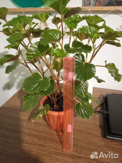 Бегония декоративно лиственная