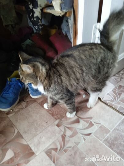 Продам котëннока и может кошку