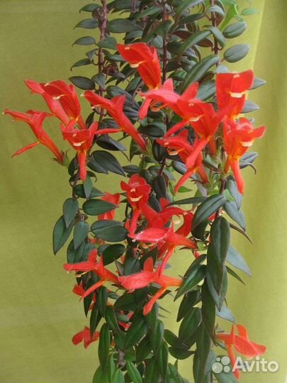 Колумнея, рипсалис, хоя, фикус Бенджамина