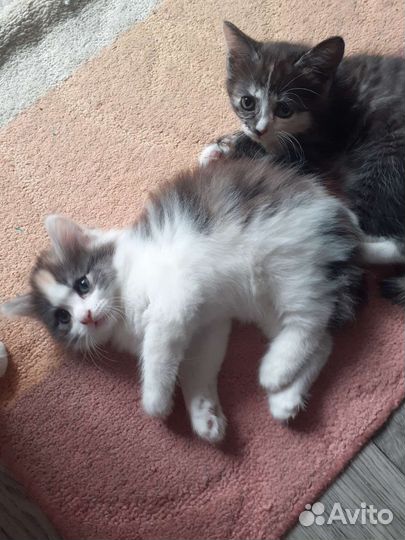 Котята бесплатно