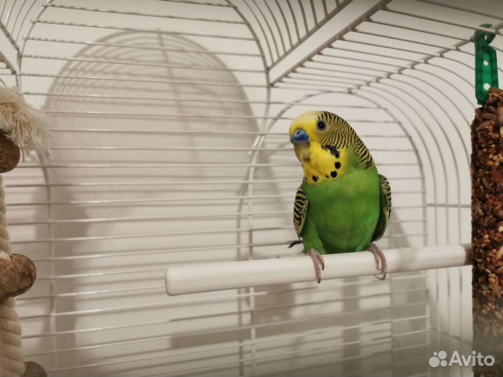 Передержка птиц