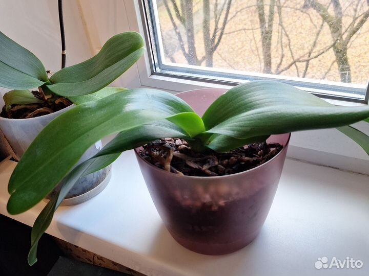 Орхидея фаленопсис