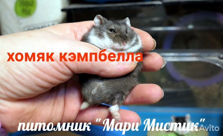 Ручные хомяки кэмпбелла, живут парами, не пахнут