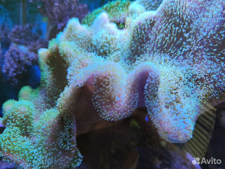 Морской аквариум 100 литров