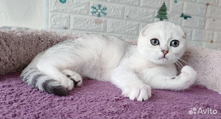 Шотландский вислоухий котенок