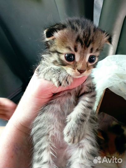 Шотландские котята