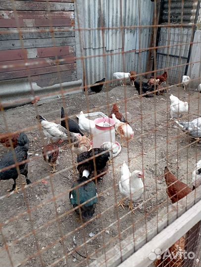 Куры молодки несушки