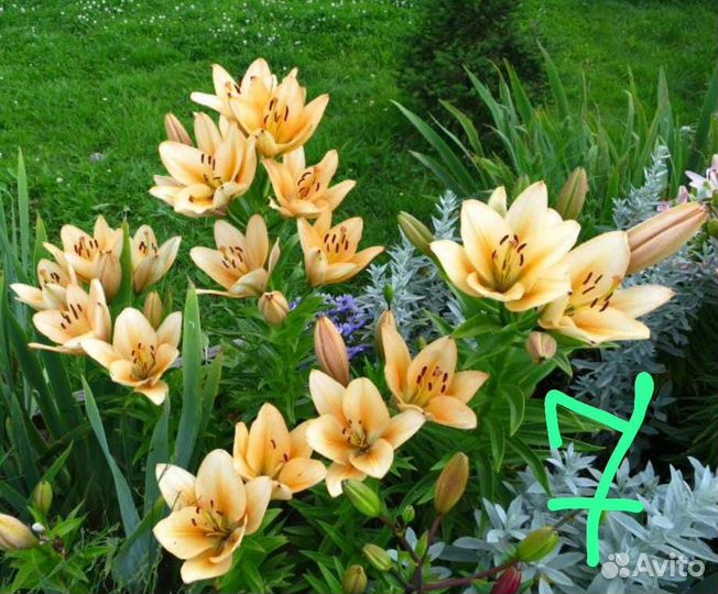 Лилия луковицы