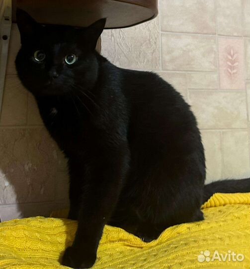 Котики и кошки могут оказаться на улице