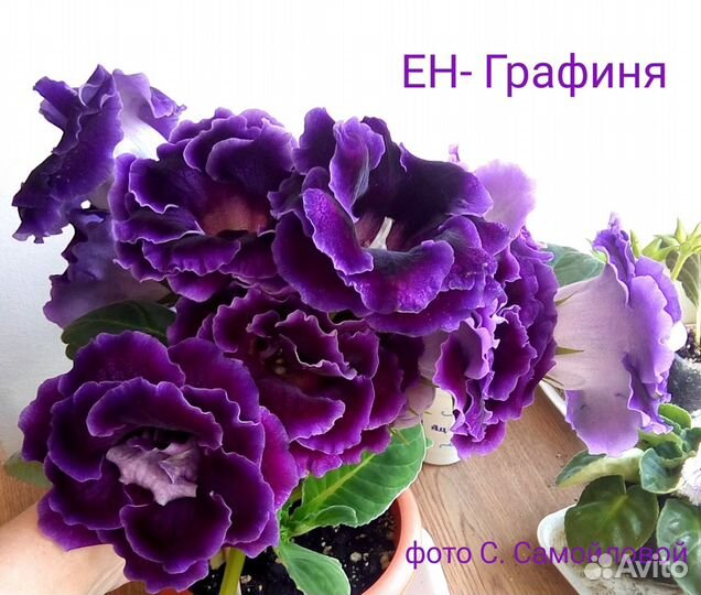 Глоксиния, фиалки