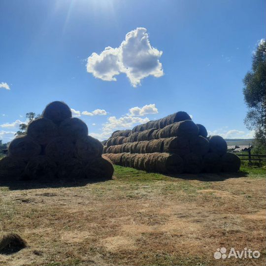 Сено в тюках