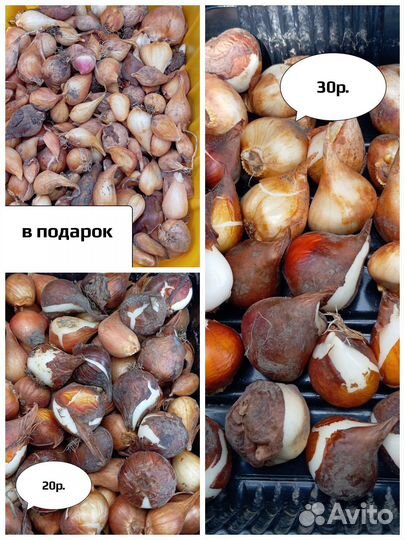 Луковицы тюльпанов