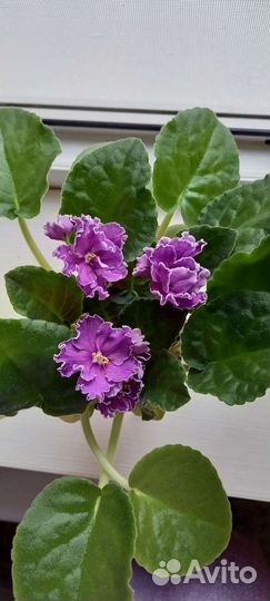 Цветущие фиалки