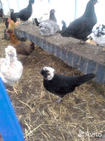 Голландские белохохлые