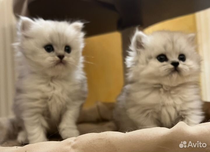 Персидская