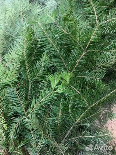 Веники пихта и можевельник