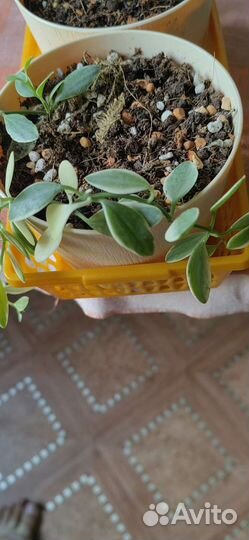 Срезы и укоренённые черенки хойи