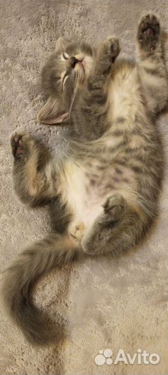 Отличные котятки