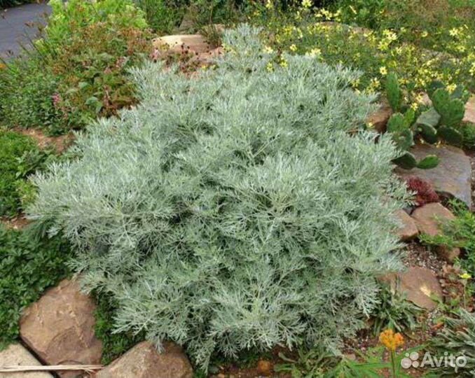 Полынь шелковистая