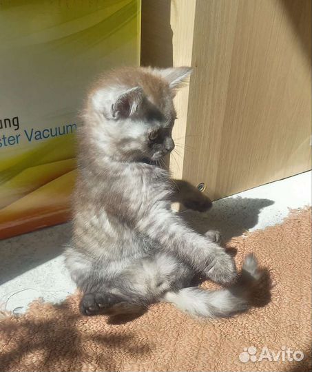 Британский кот