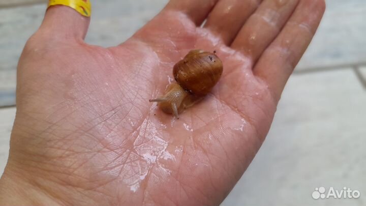 Улитки ахатины бесплатно