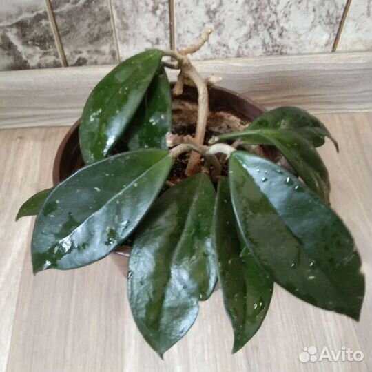 Хойя Карноза