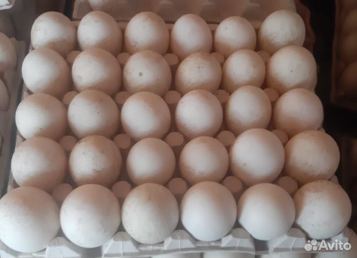 Утиные яйца