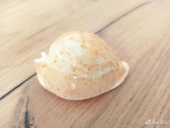 Морская раковина