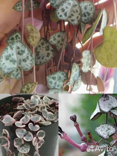 Церопегия вуда, церопегия вариегатная. Сансевиерия