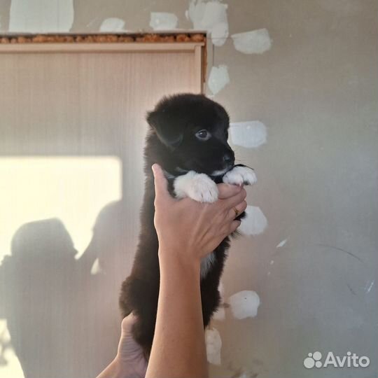 Щенок в добрые руки бесплатно