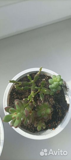 Суккуленты