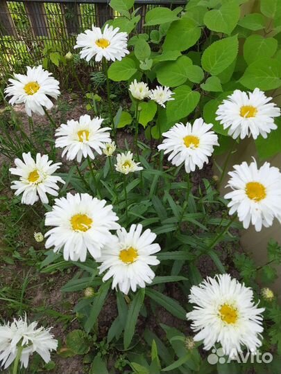 Ромашки махровые сорт крейзи дейзи многолетние