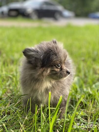 Продается щенок немецкого шпица