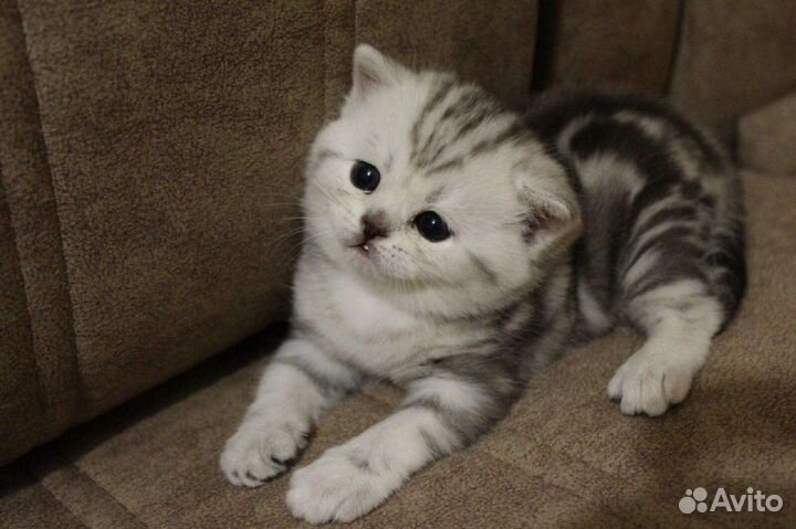 Шотландский кот вязка