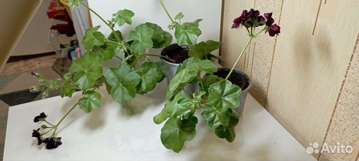 Пеларгония герань