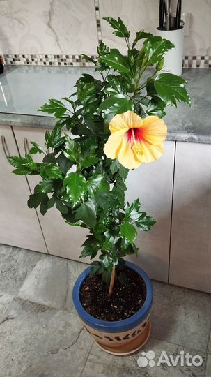 Гибискус Большой